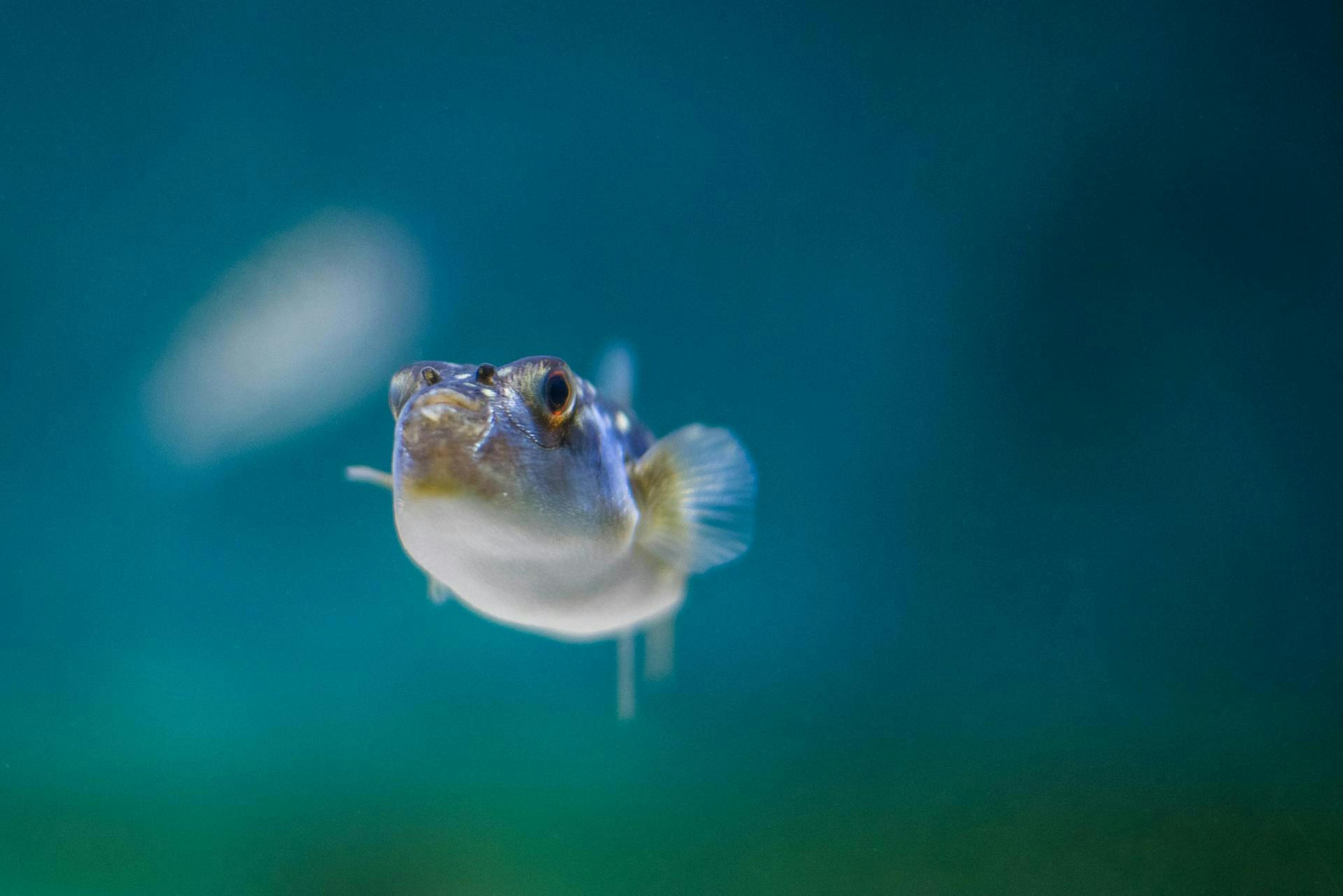 fugu pufferfish