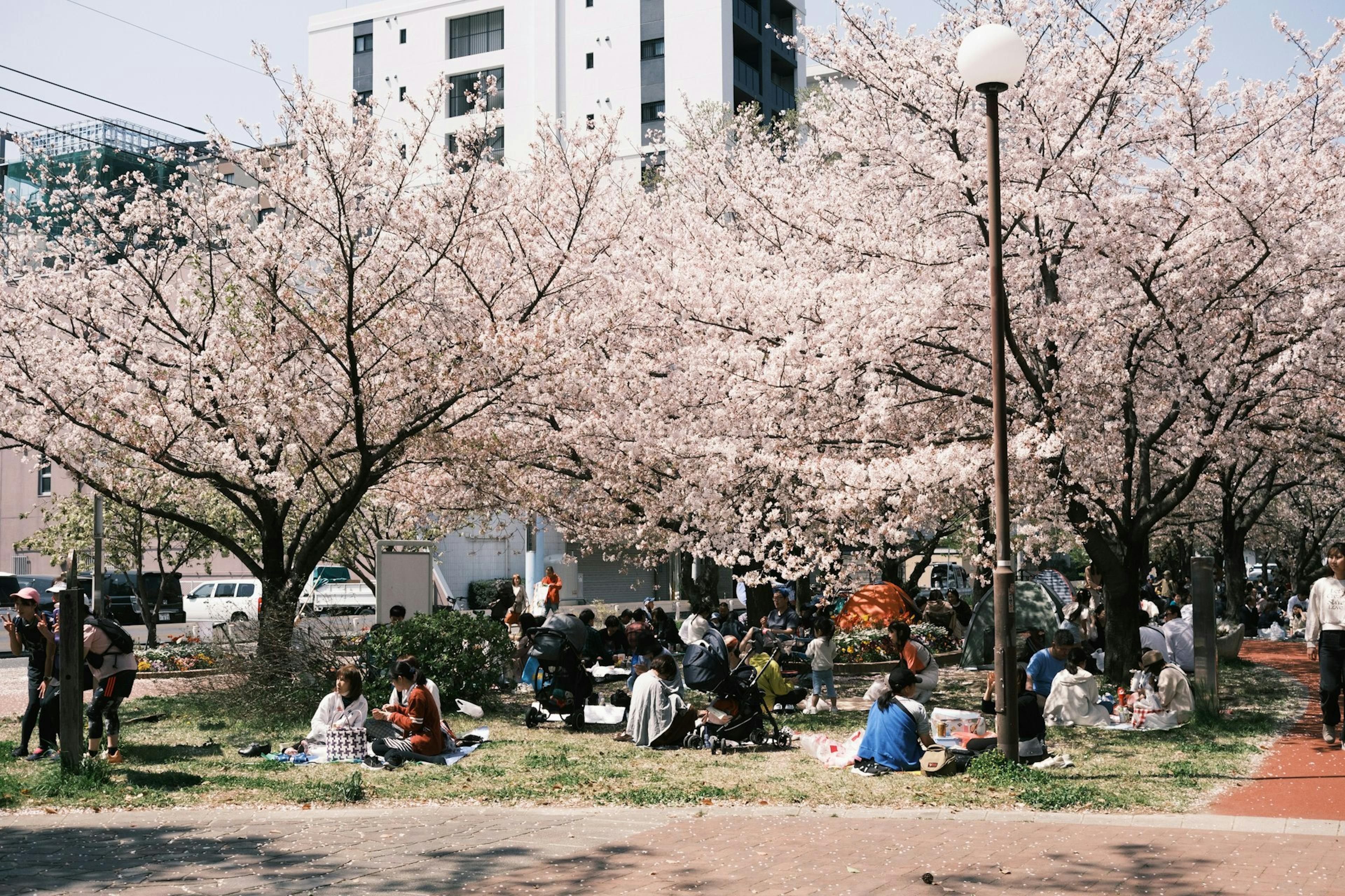 People having a picnic in Japan under cherry blossoms