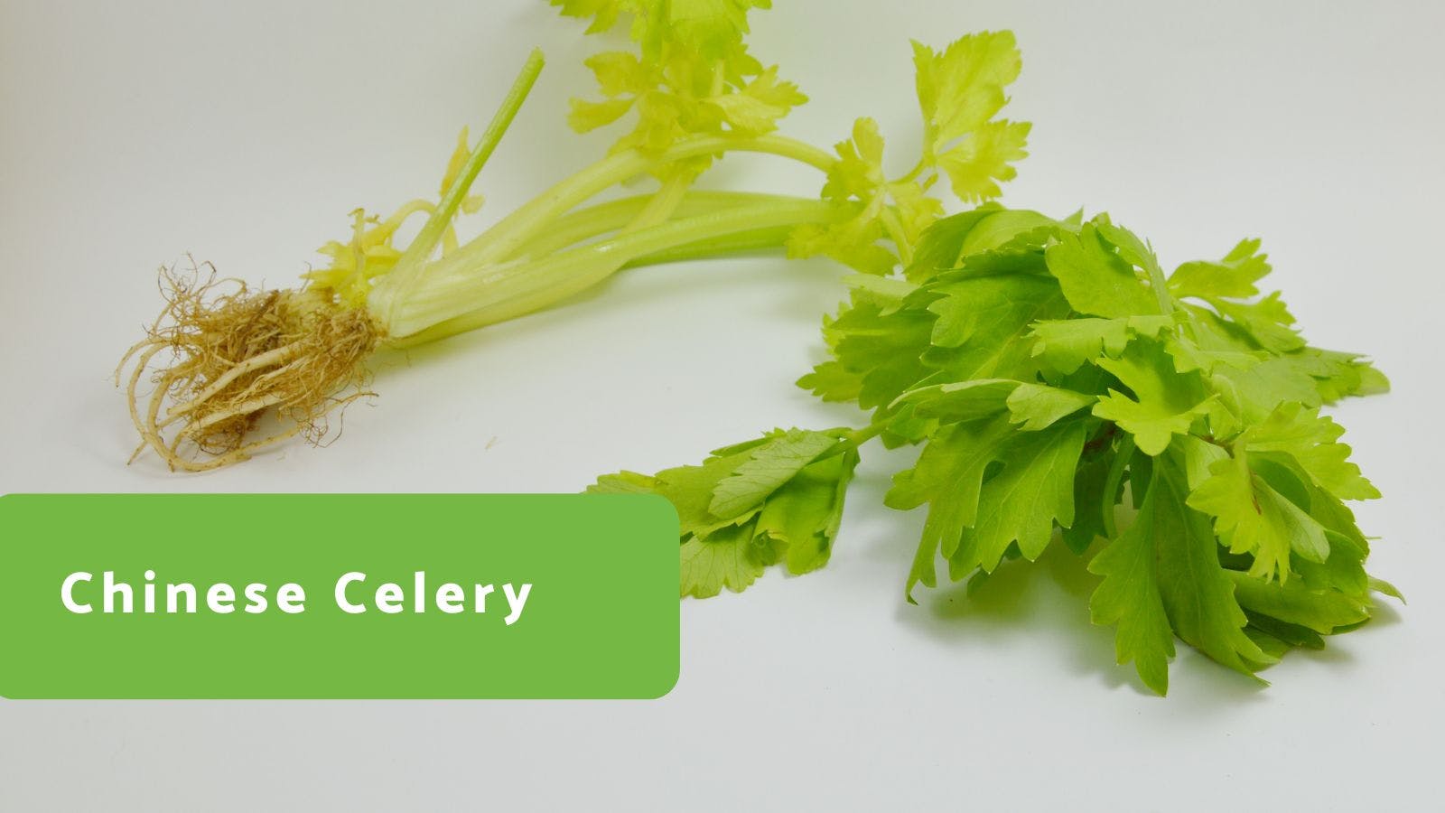 Chinese Celery