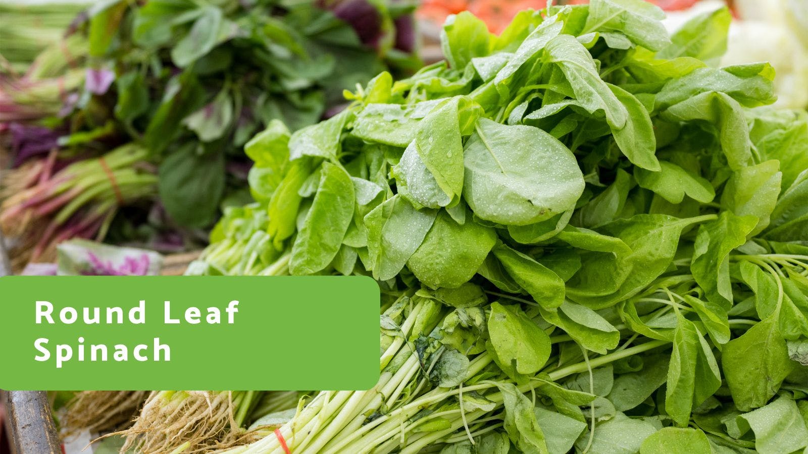 Round Leaf Spinach