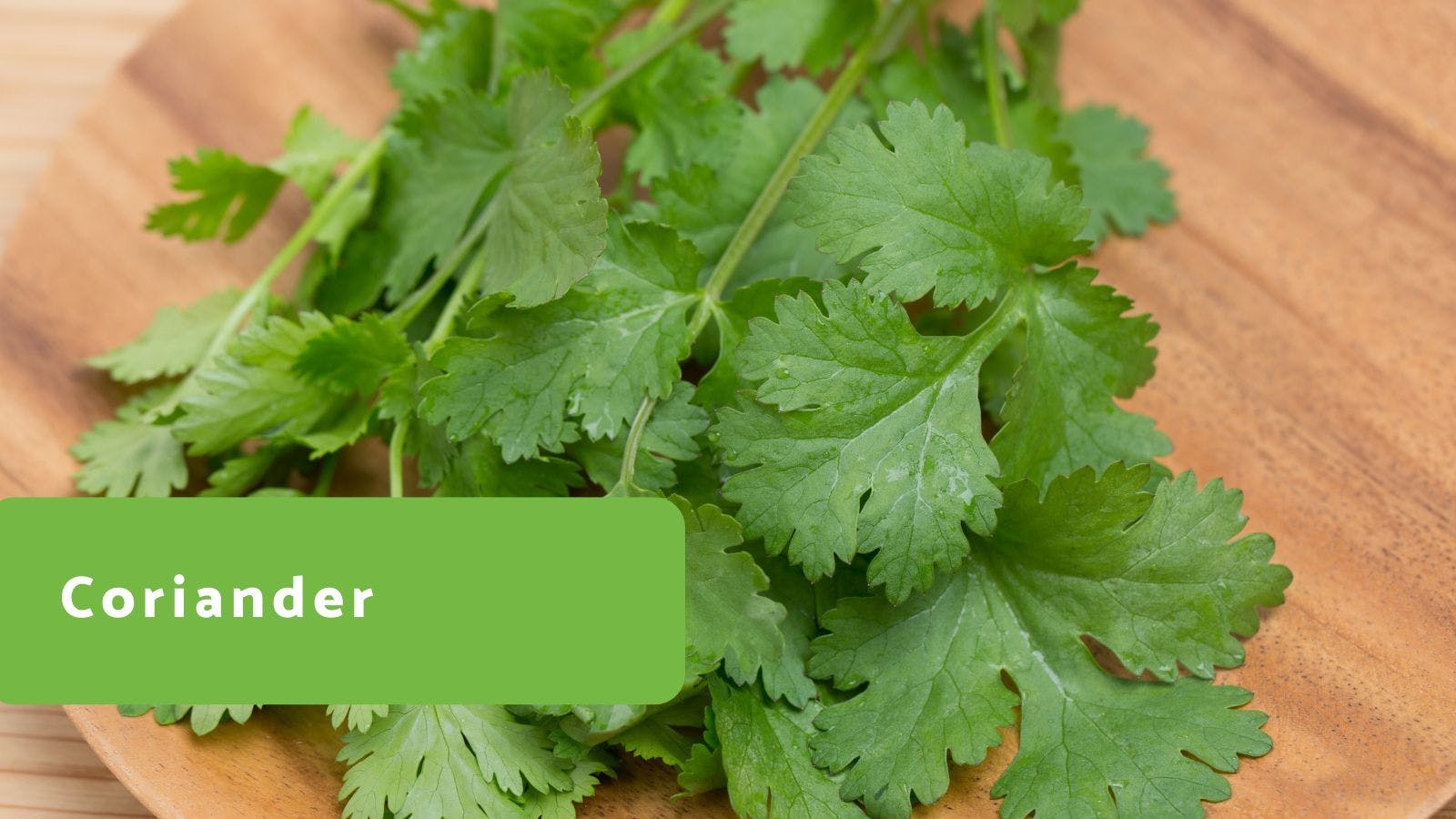 Coriander