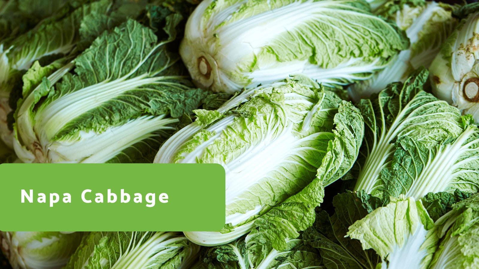 Napa Cabbage