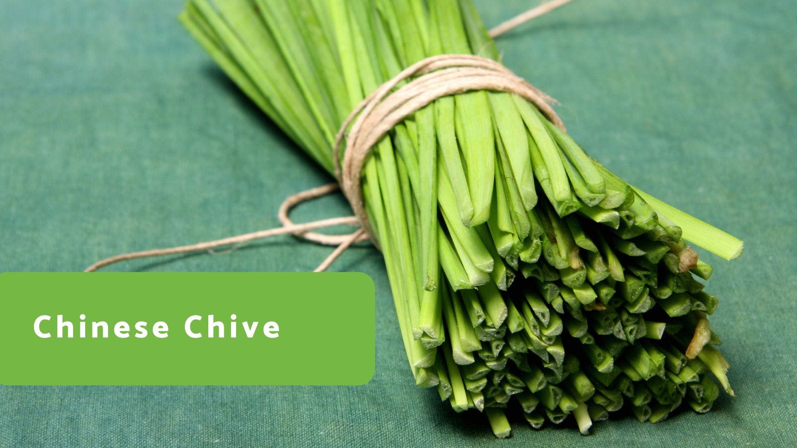 Chinese Chive