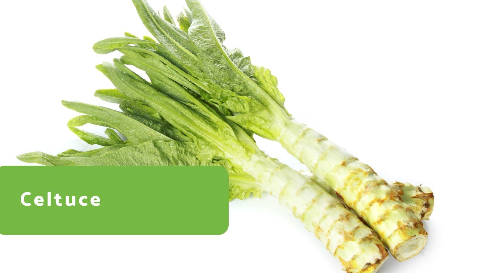 Celtuce