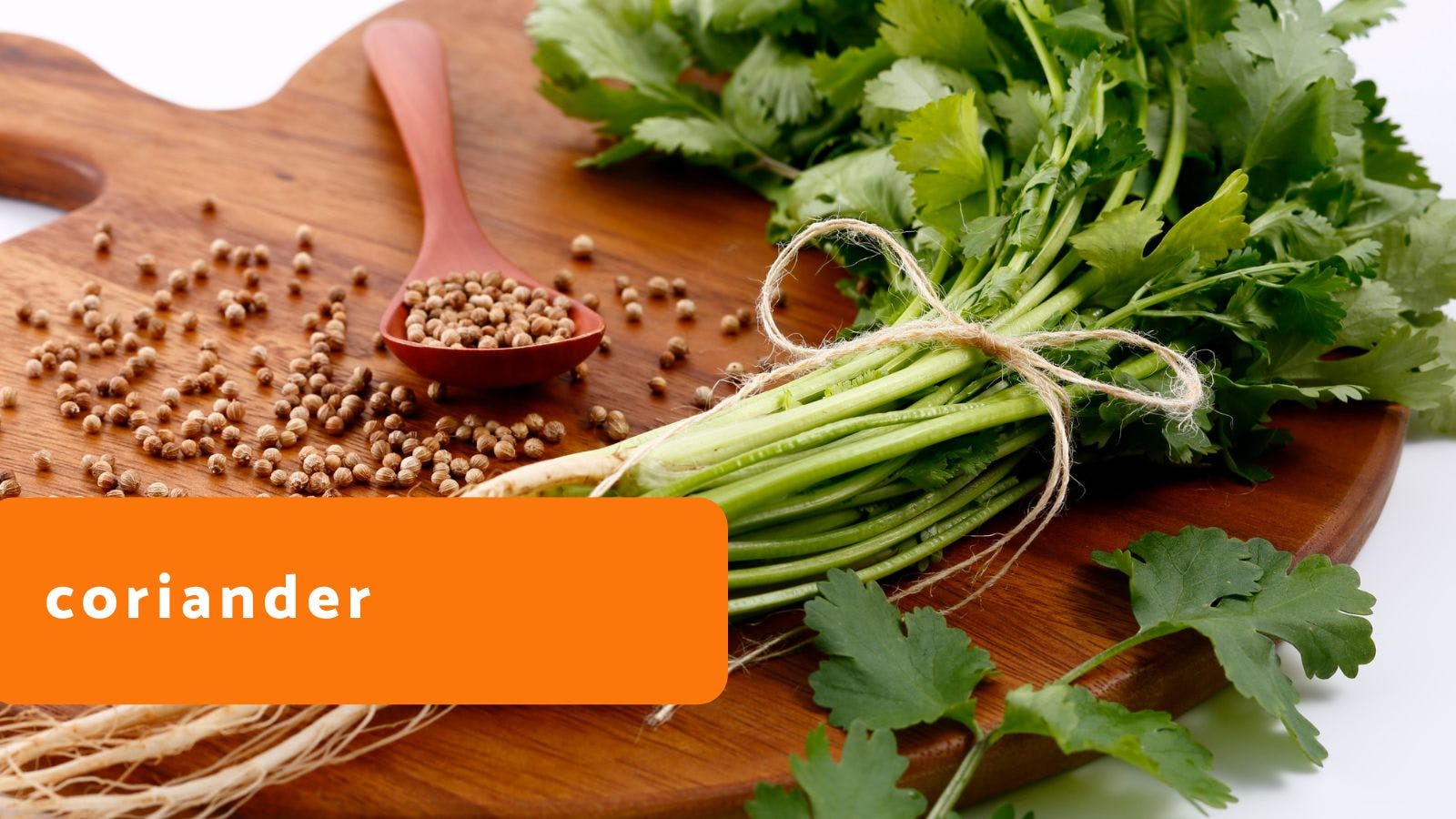Coriander