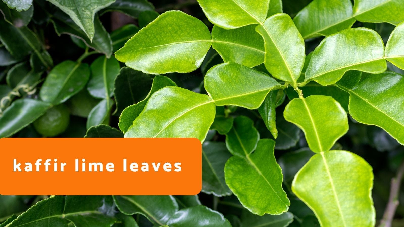 Kaffir Lime Leaves