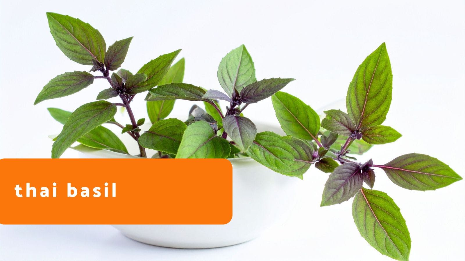 Thai Basil