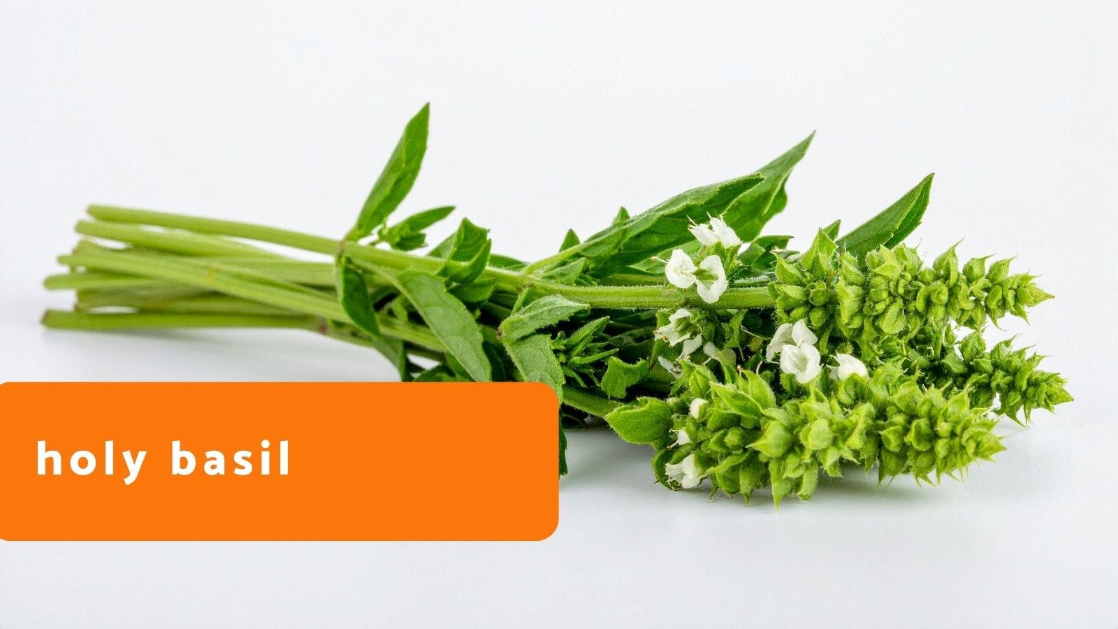 Holy Basil