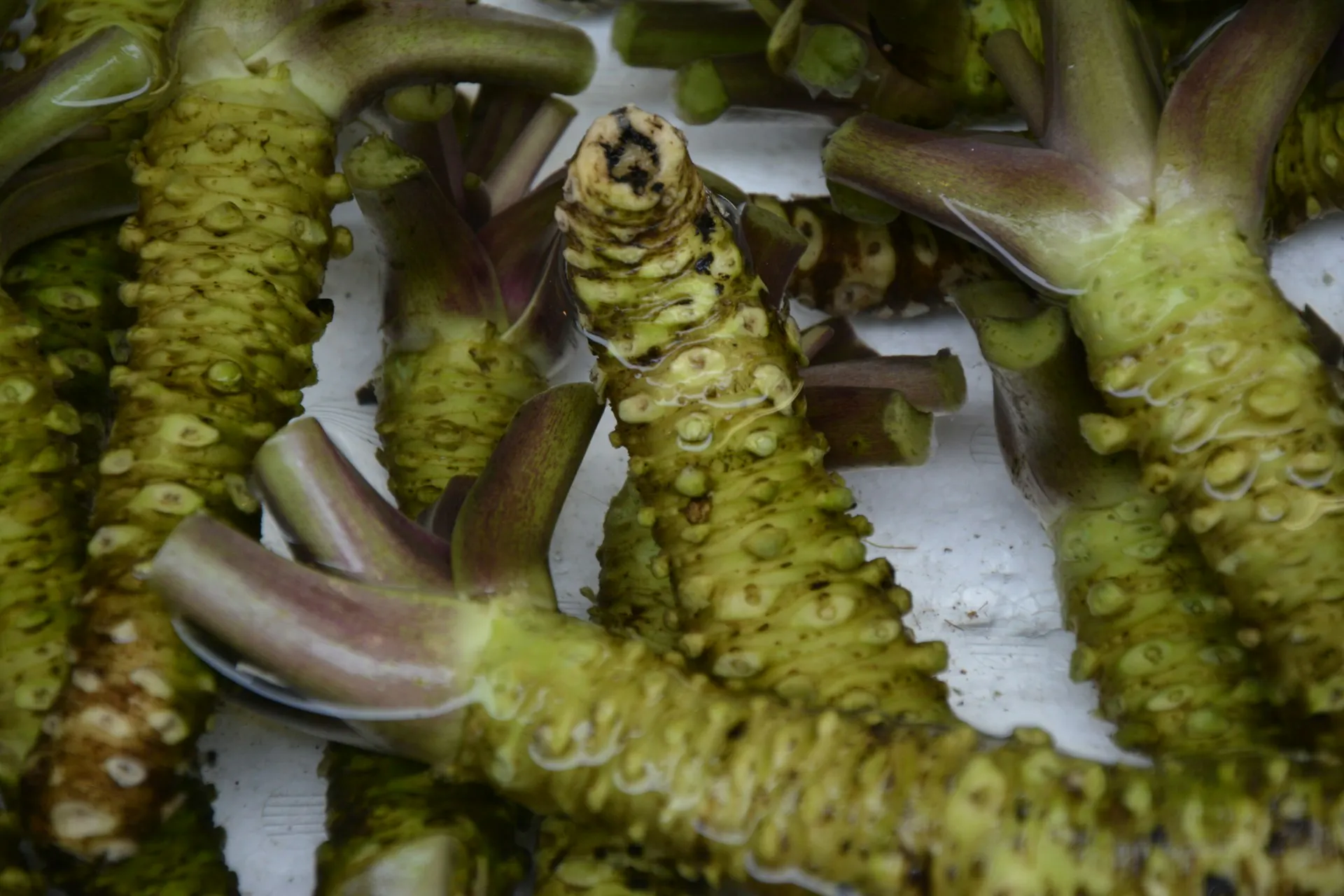 fresh wasabi root