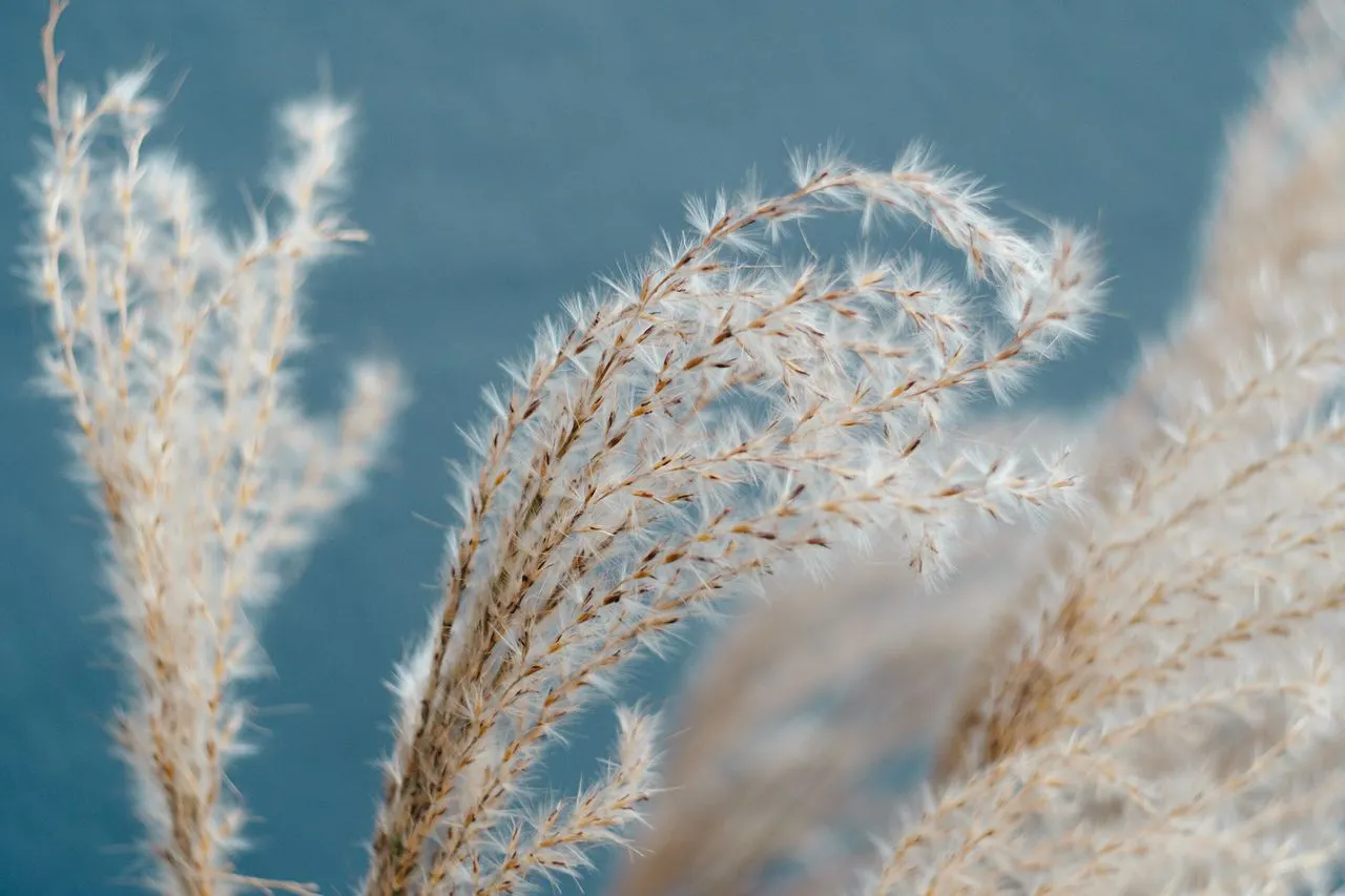 Pampas grass