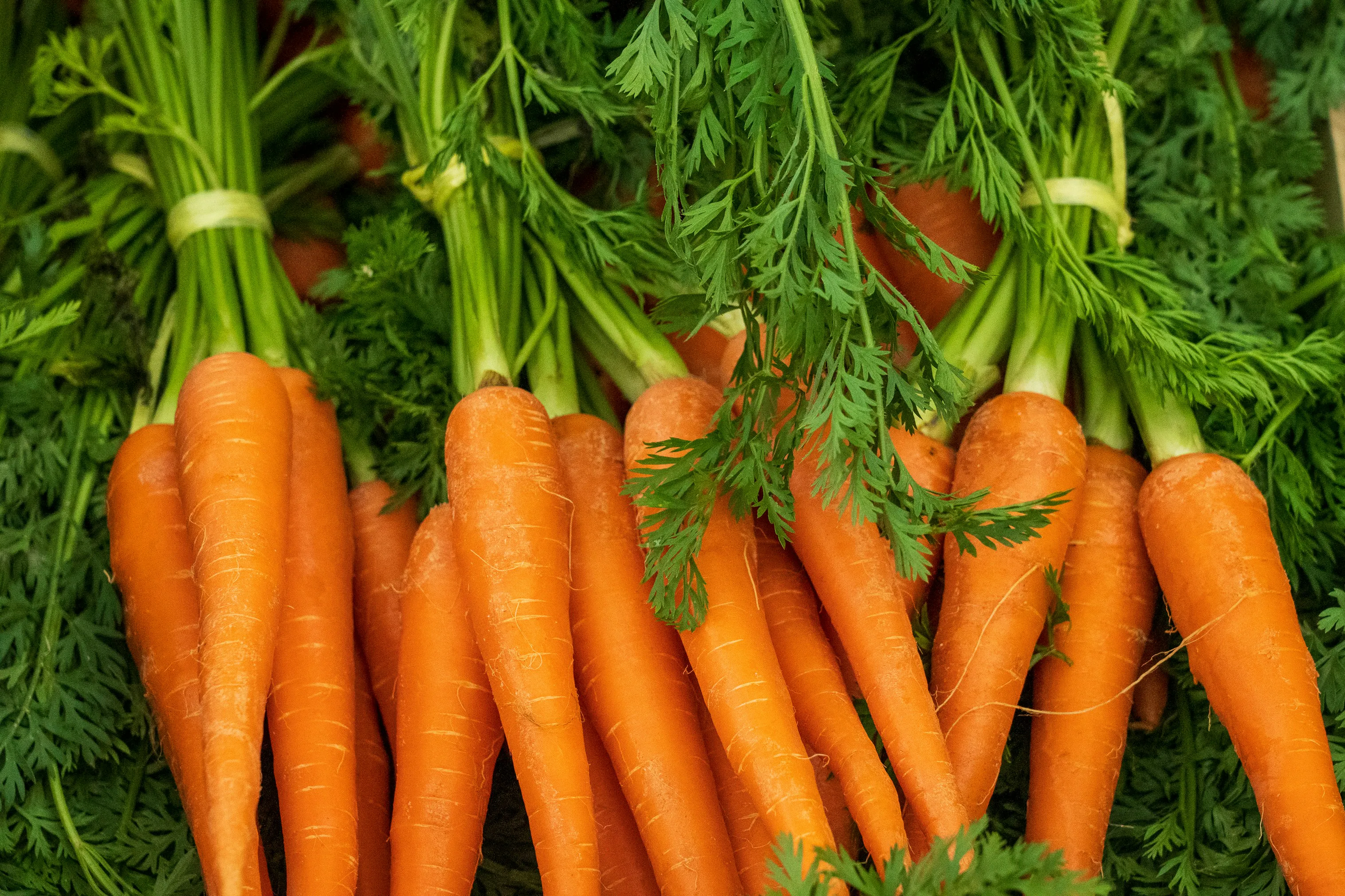 A bunch of carrots with the tops on.
