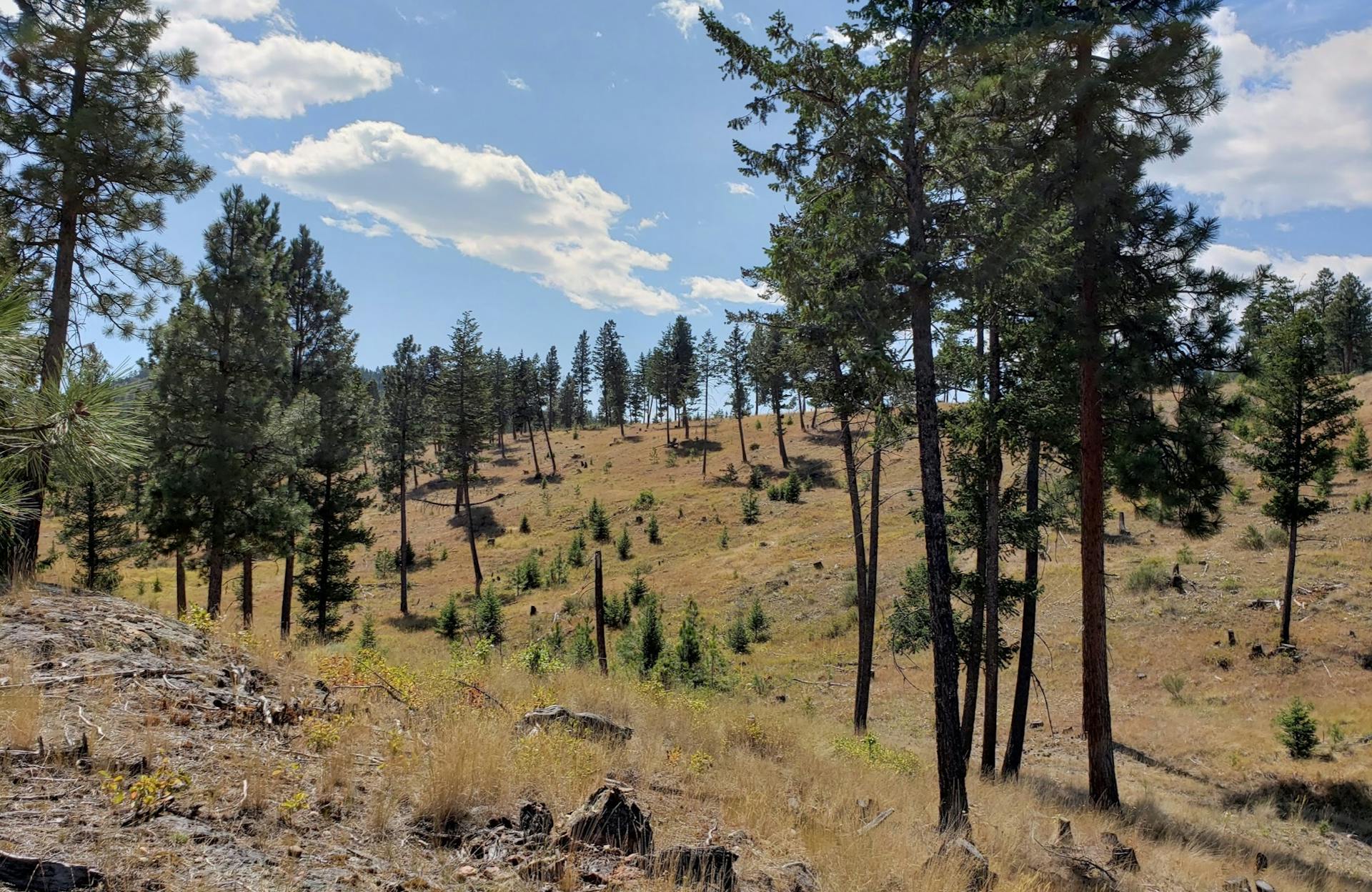 Picture of forested landscape.