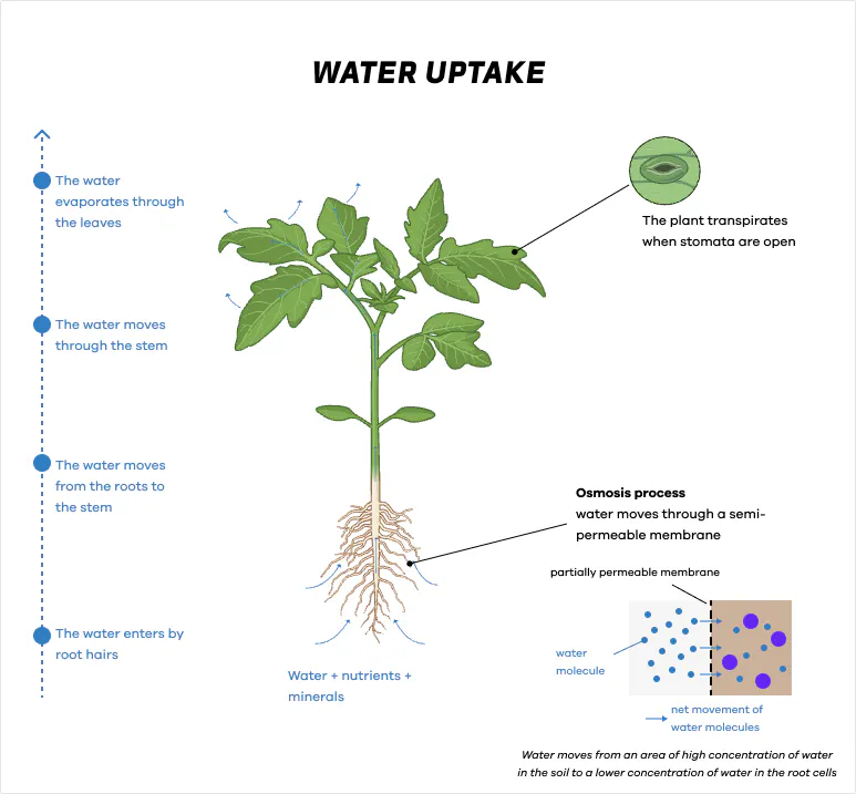 Orius  Highlighting the importance of water for plants