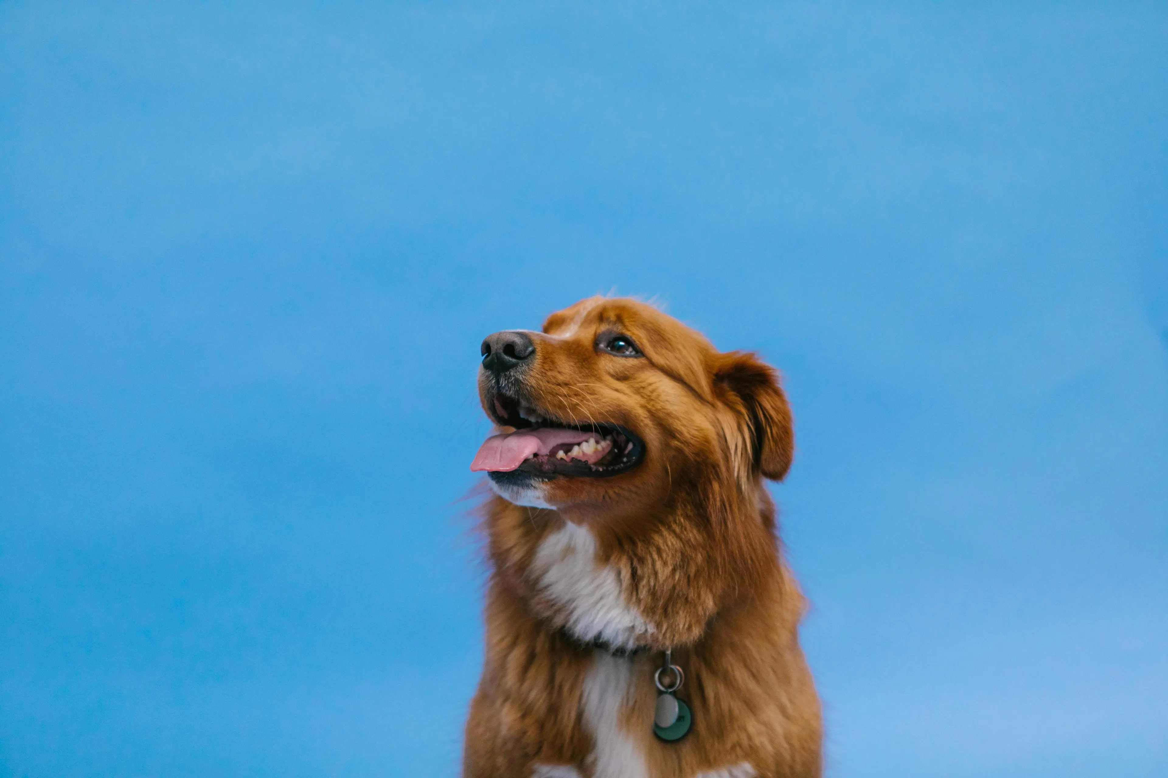 Chien sur un fond bleu