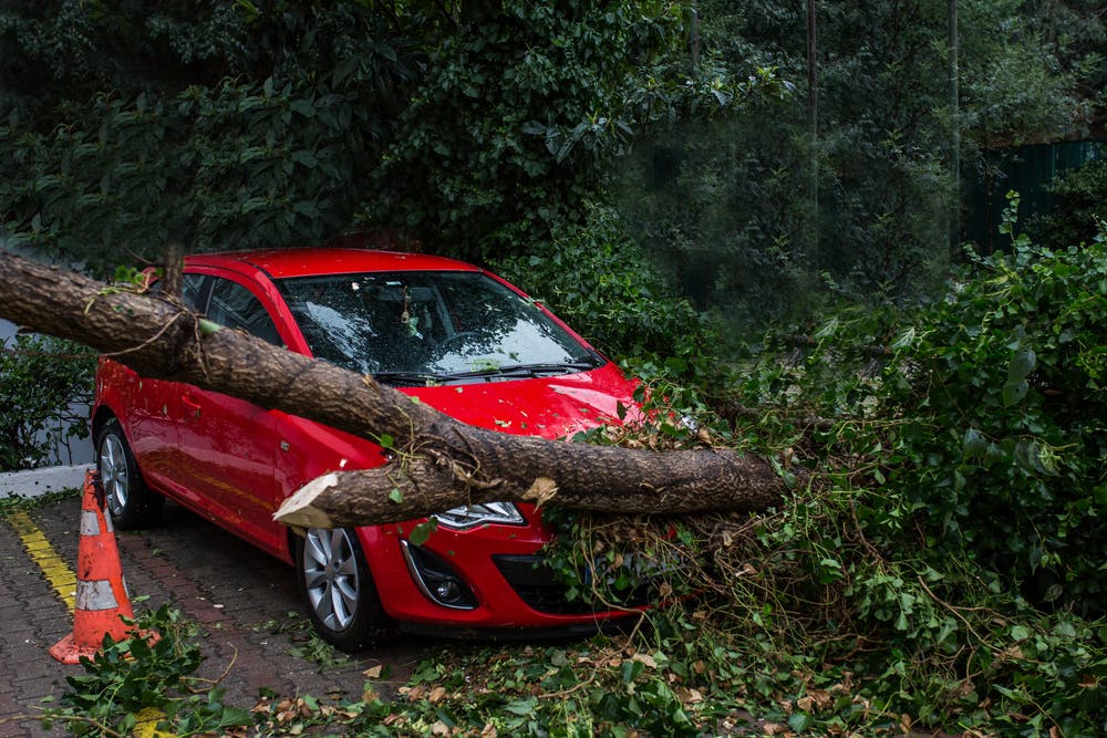 Chute d'arbre sur une voiture rouge