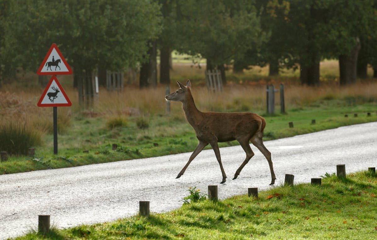 Biche traversant une route