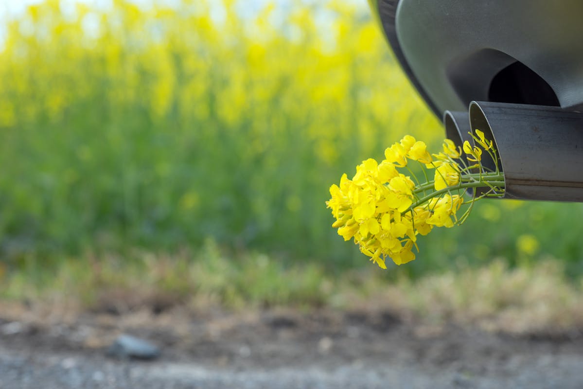 Fleurs déposées dans un pot d'échappement