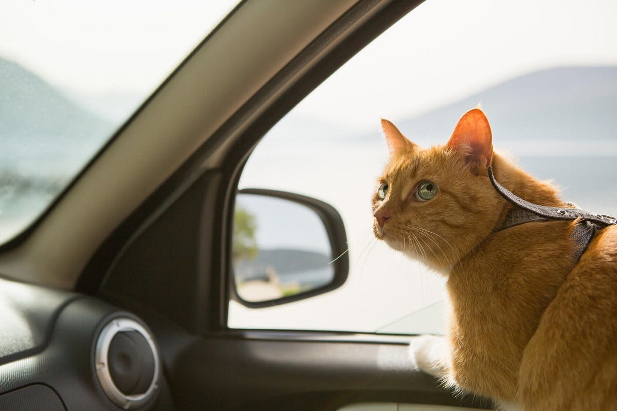 Chat dans une voiture