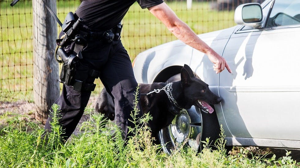 Agent inspectant une voiture avec un chien renifleur