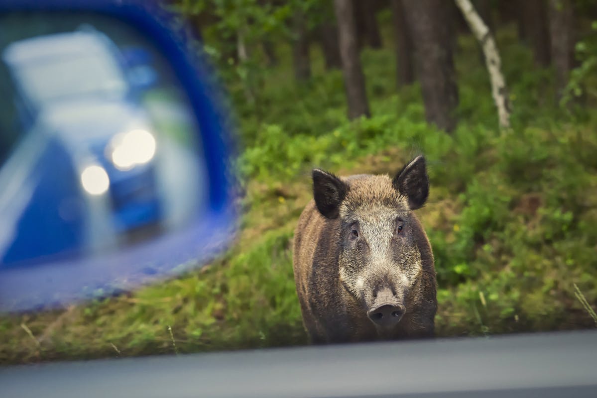 Sanglier qui s'approche d'une voiture