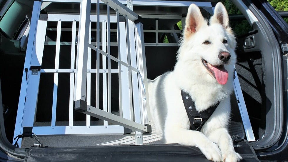 Fautil attacher son chien en voiture ? Ornikar