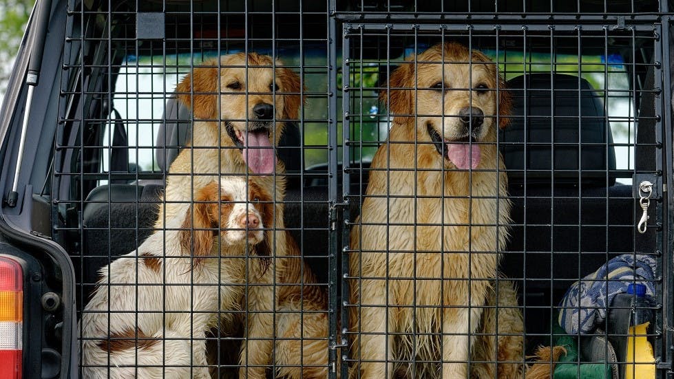 protections dediees au transport de chiens en voiture