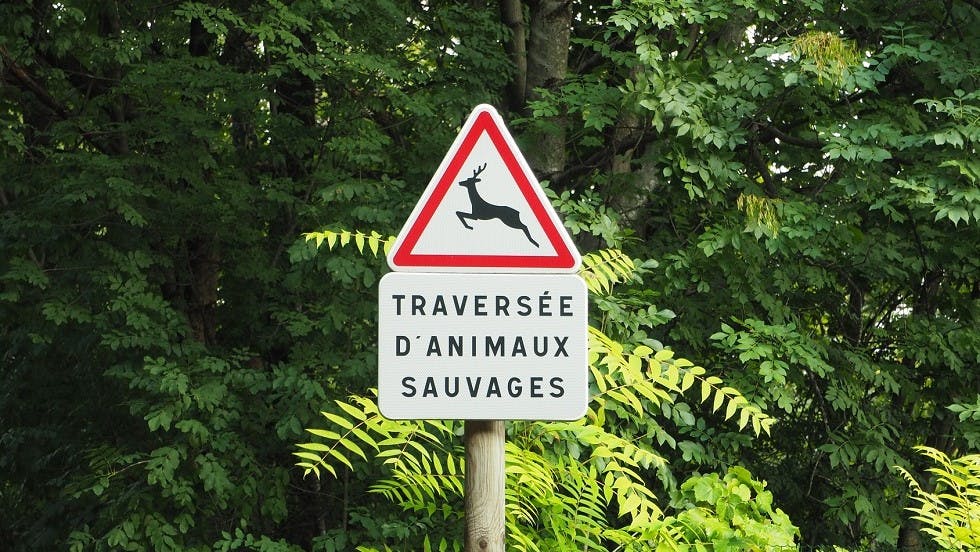 Panneau de danger de traversee d'animaux sauvages