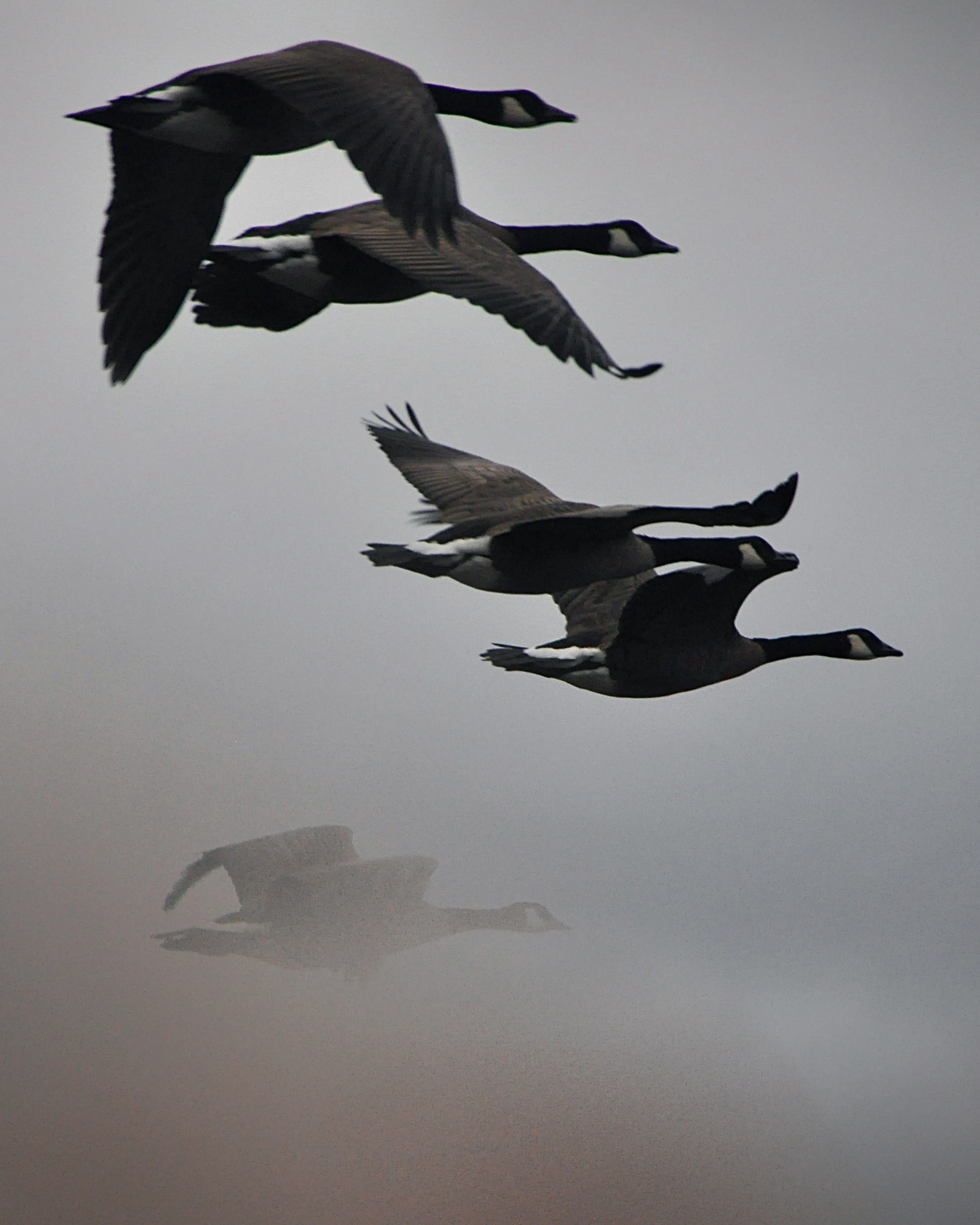 Knight Inlet Lodge Geese
