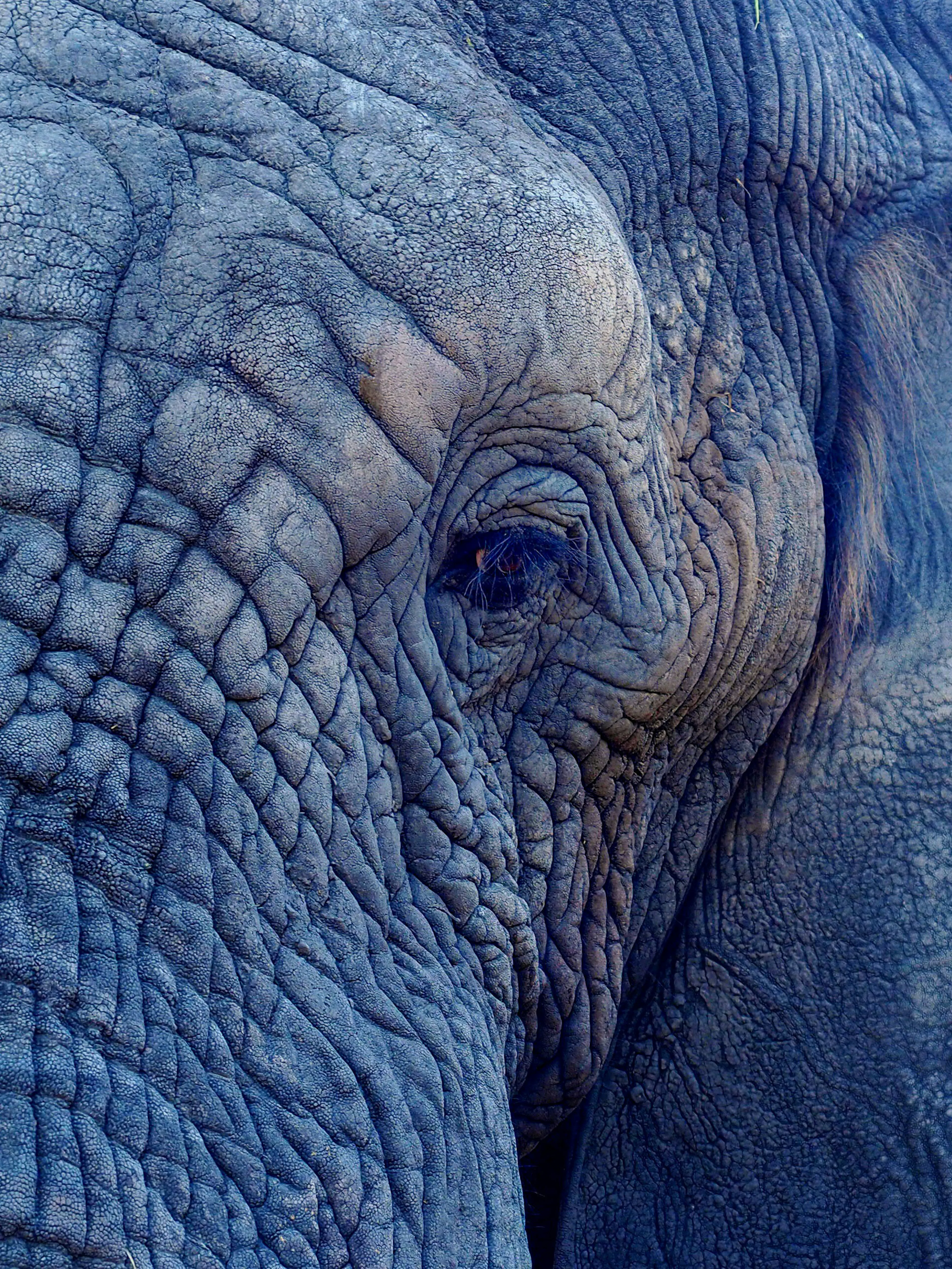 Elephant Up Close