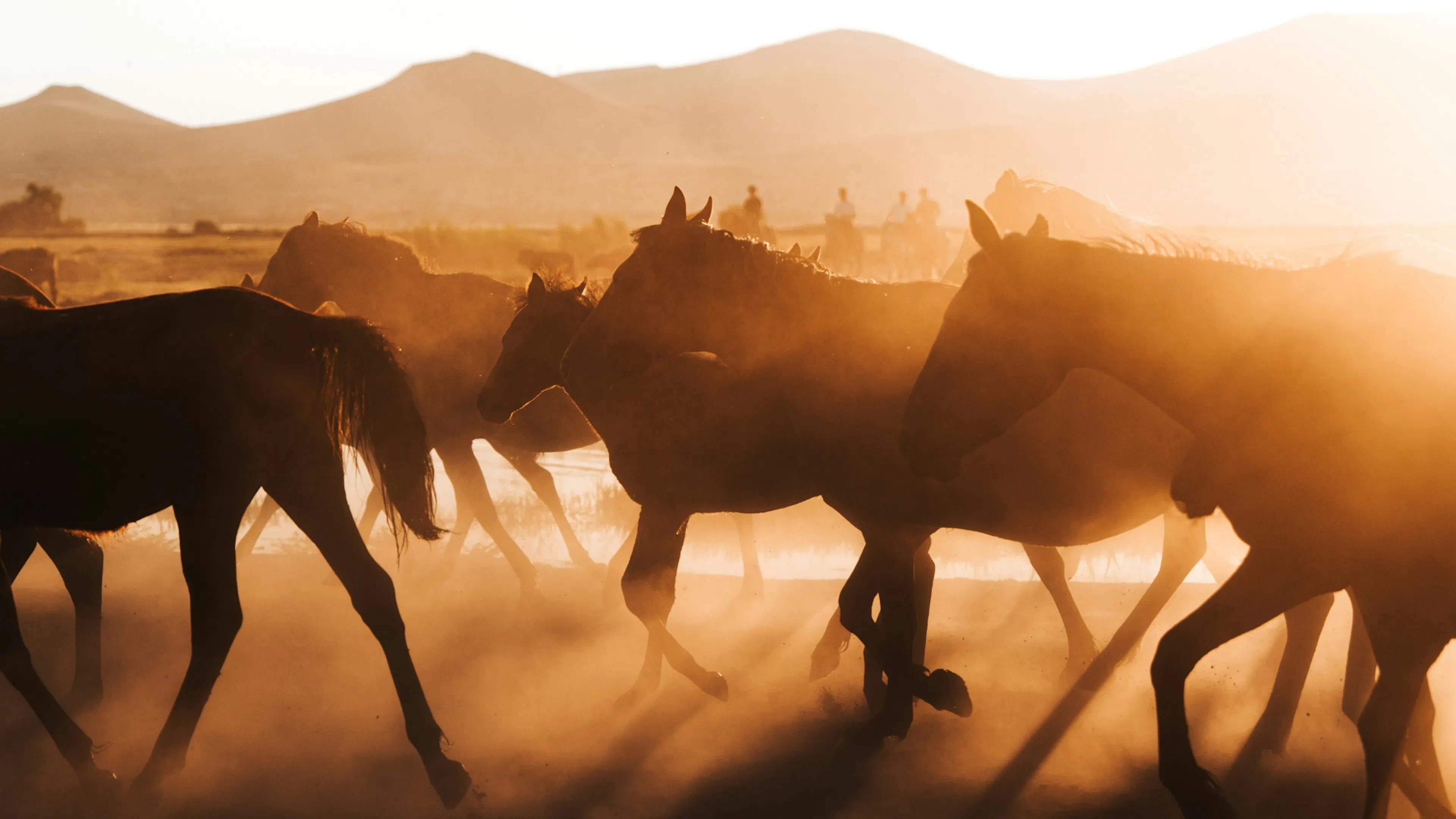 Mongolia Horses