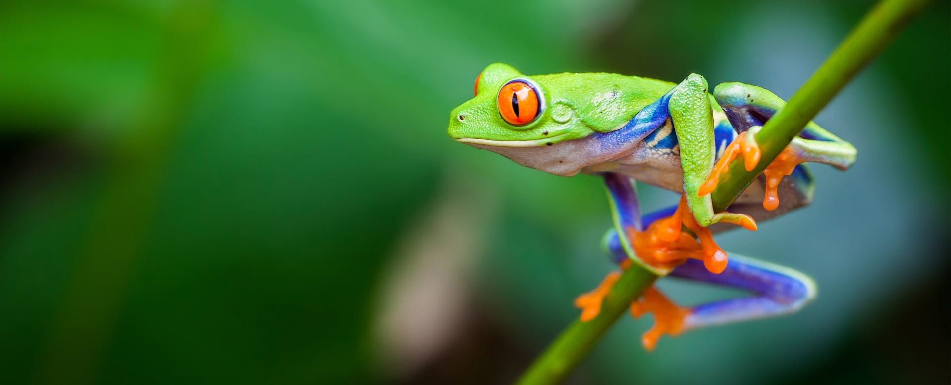 Green frog on twig