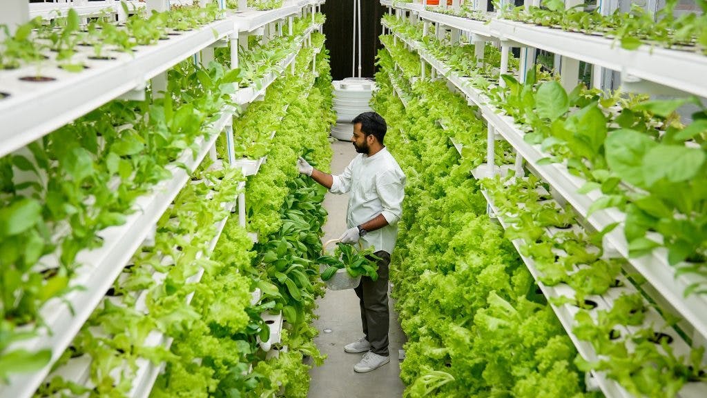 Vertical farming 