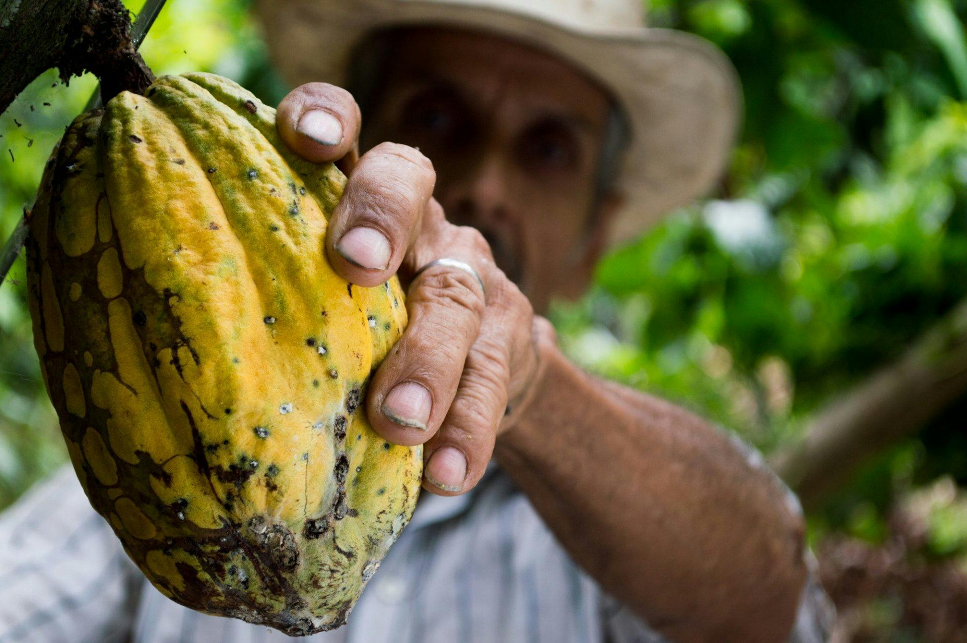 Cocoa farmers unequal supply chain