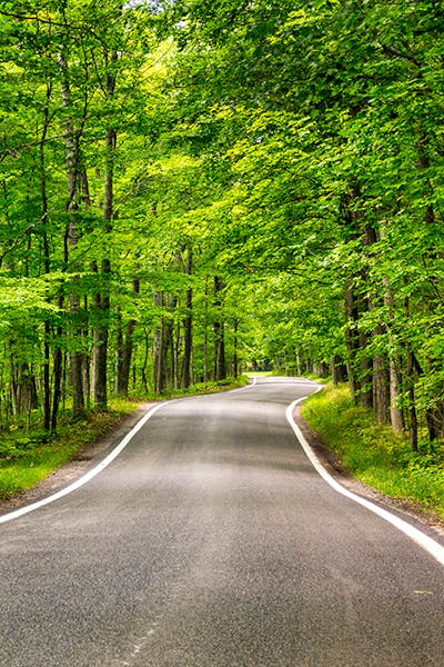 An empty road cutting through a forest