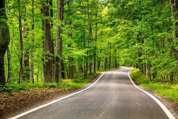 An empty road cutting through a forest