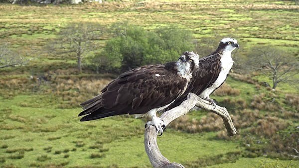 Two ospreys perched on a branch with green fields in the background.