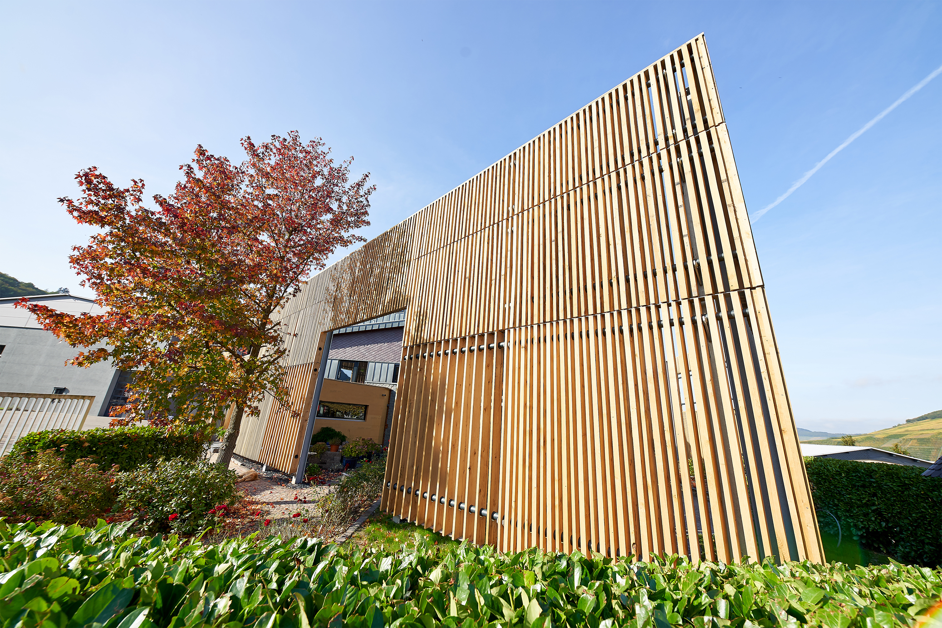 Vorschaubild zum Artikel Die Rebenwand – eine Idee wird Realität