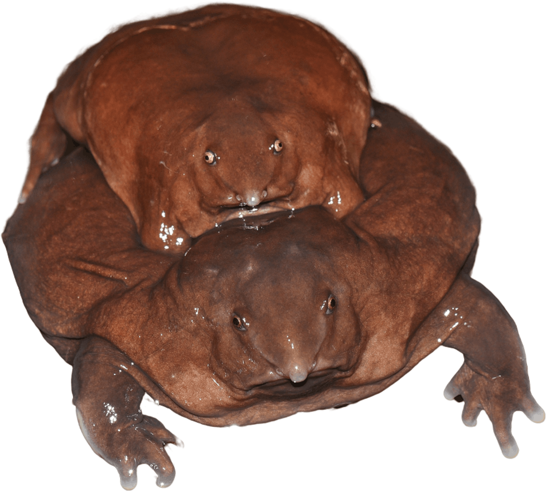 Purple Frog © Sandeep Das Purple Frog © Sandeep Das
