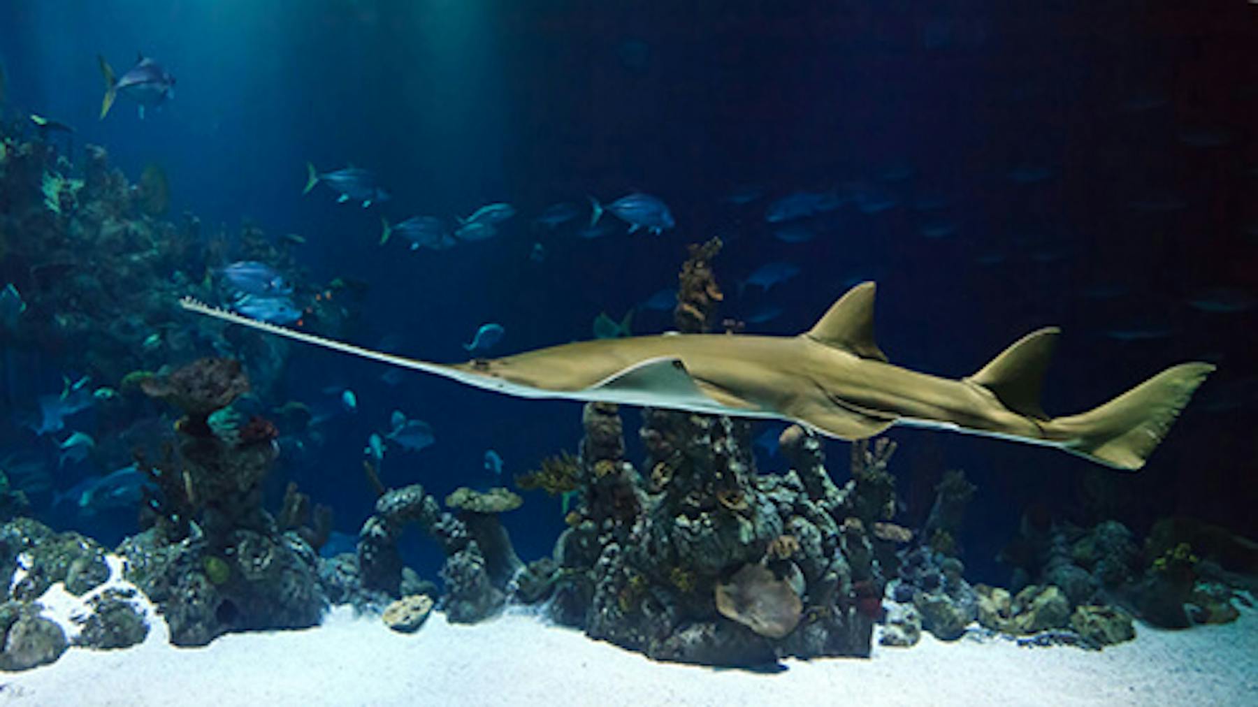 Green Sawfish Green Sawfish