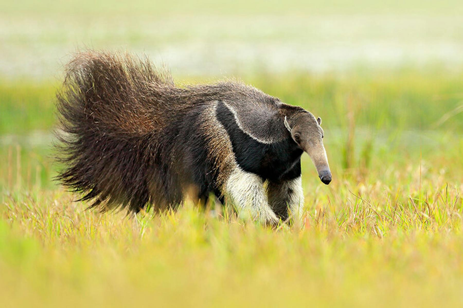 Giant Anteater Giant Anteater