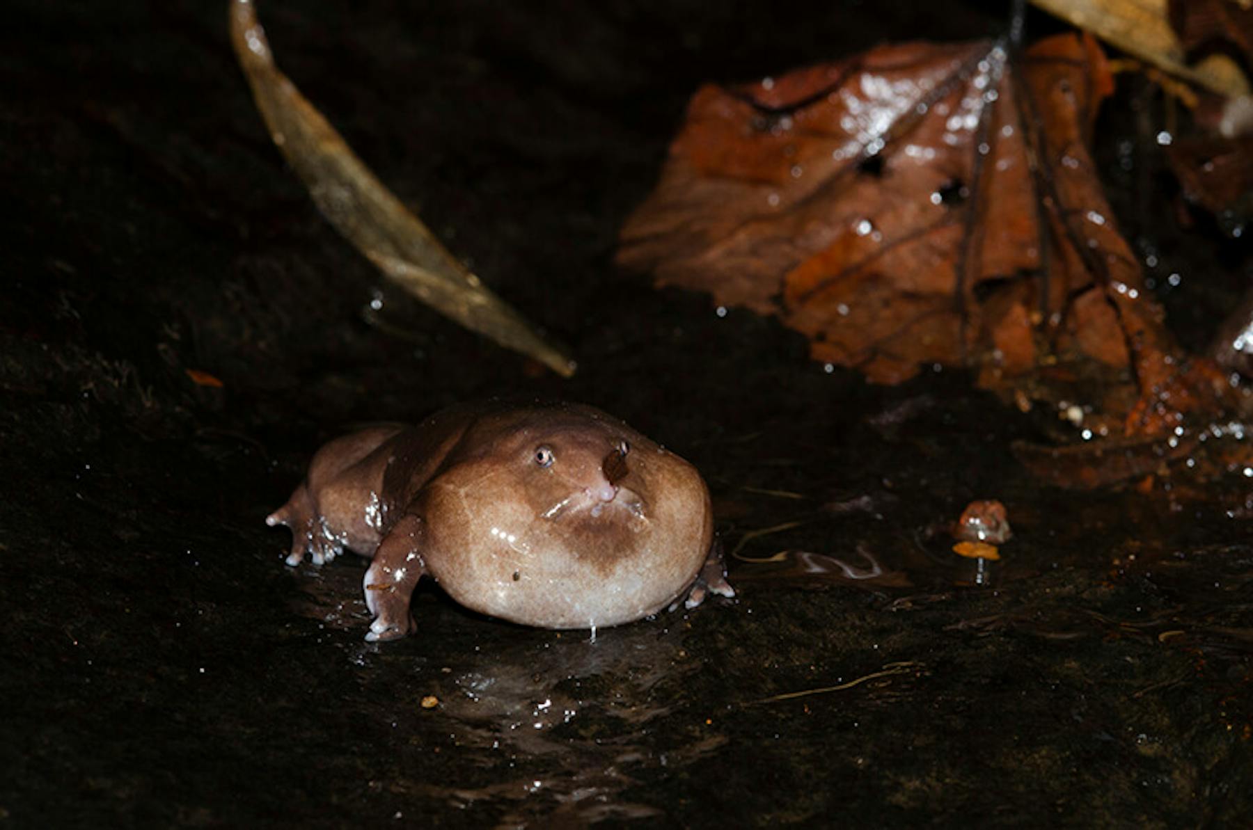 Purple Frog © Sandeep Das Purple Frog © Sandeep Das