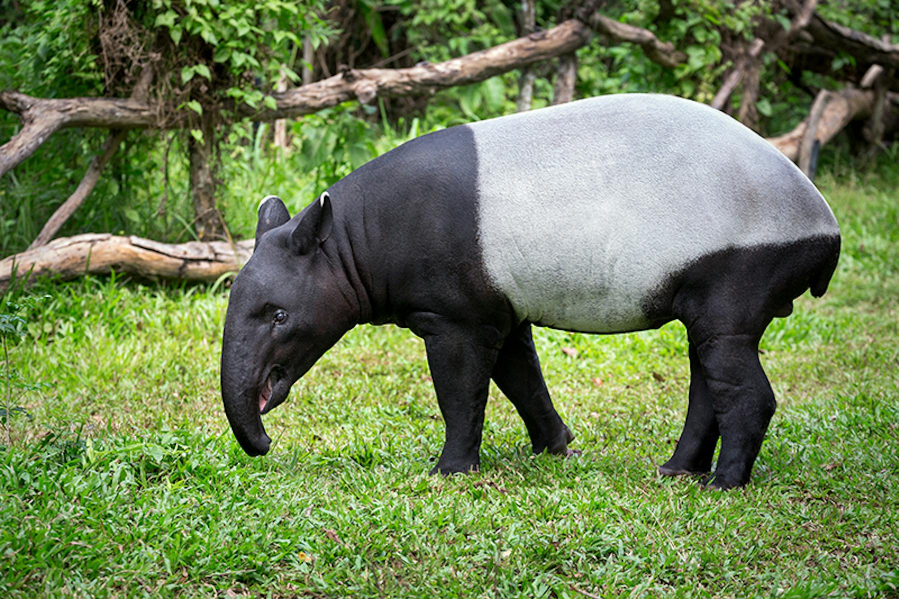 Malayan Tapir Malayan Tapir