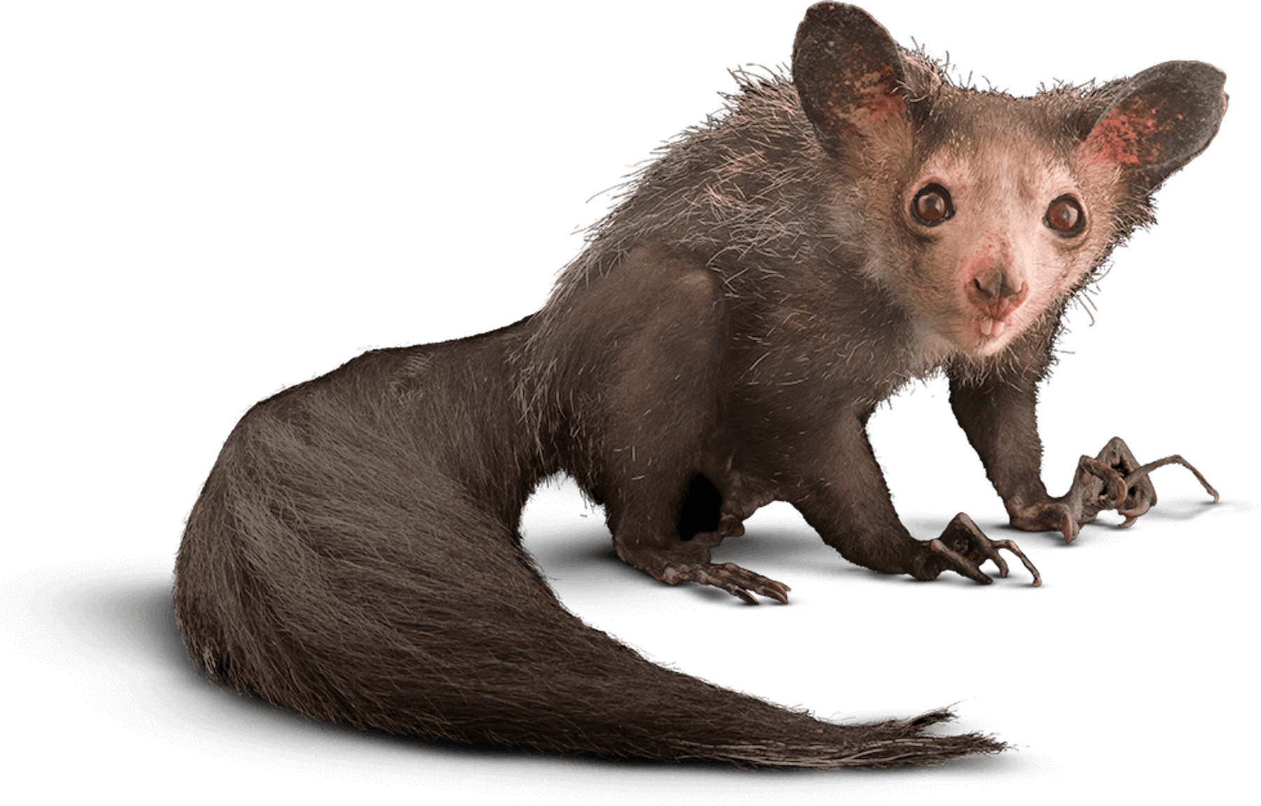 10 Wild Facts About the Aye-Aye, a Most Improbable Animal 