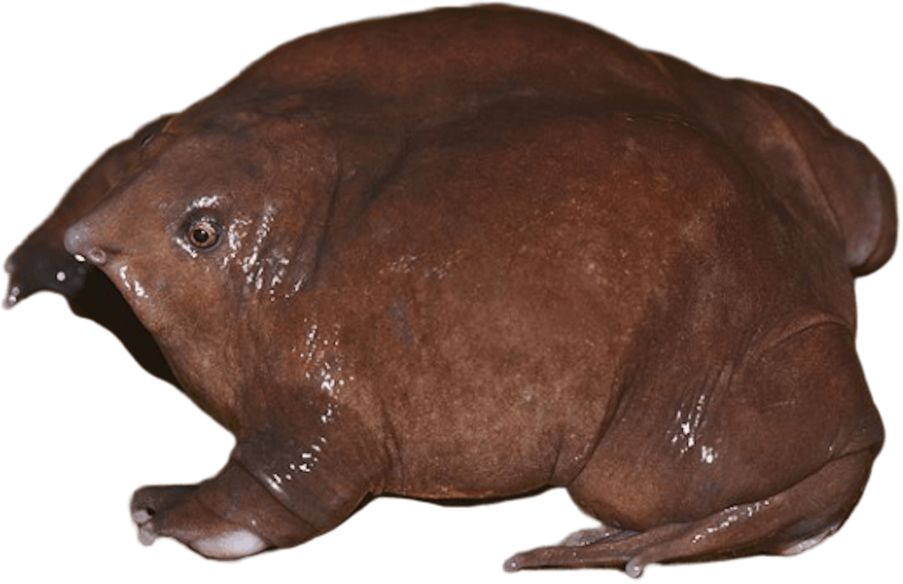 Purple Frog © Sandeep Das Purple Frog © Sandeep Das
