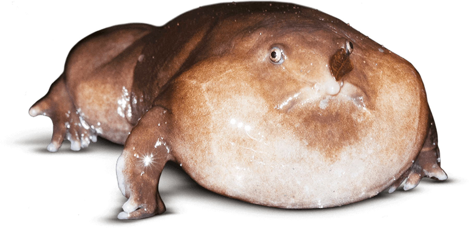Purple Frog © Sandeep Das Purple Frog © Sandeep Das
