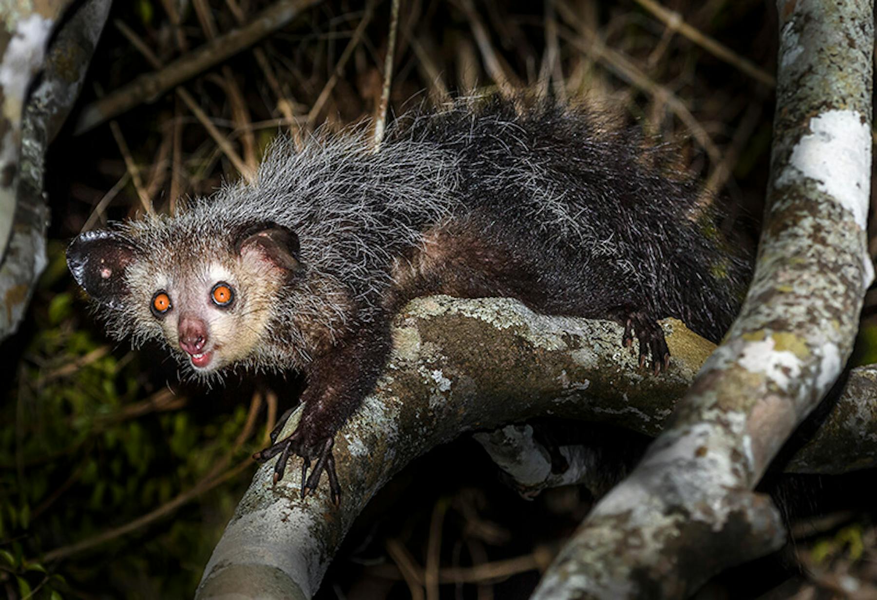 Aye-Aye © Nick Garbutt Aye-Aye © Nick Garbutt
