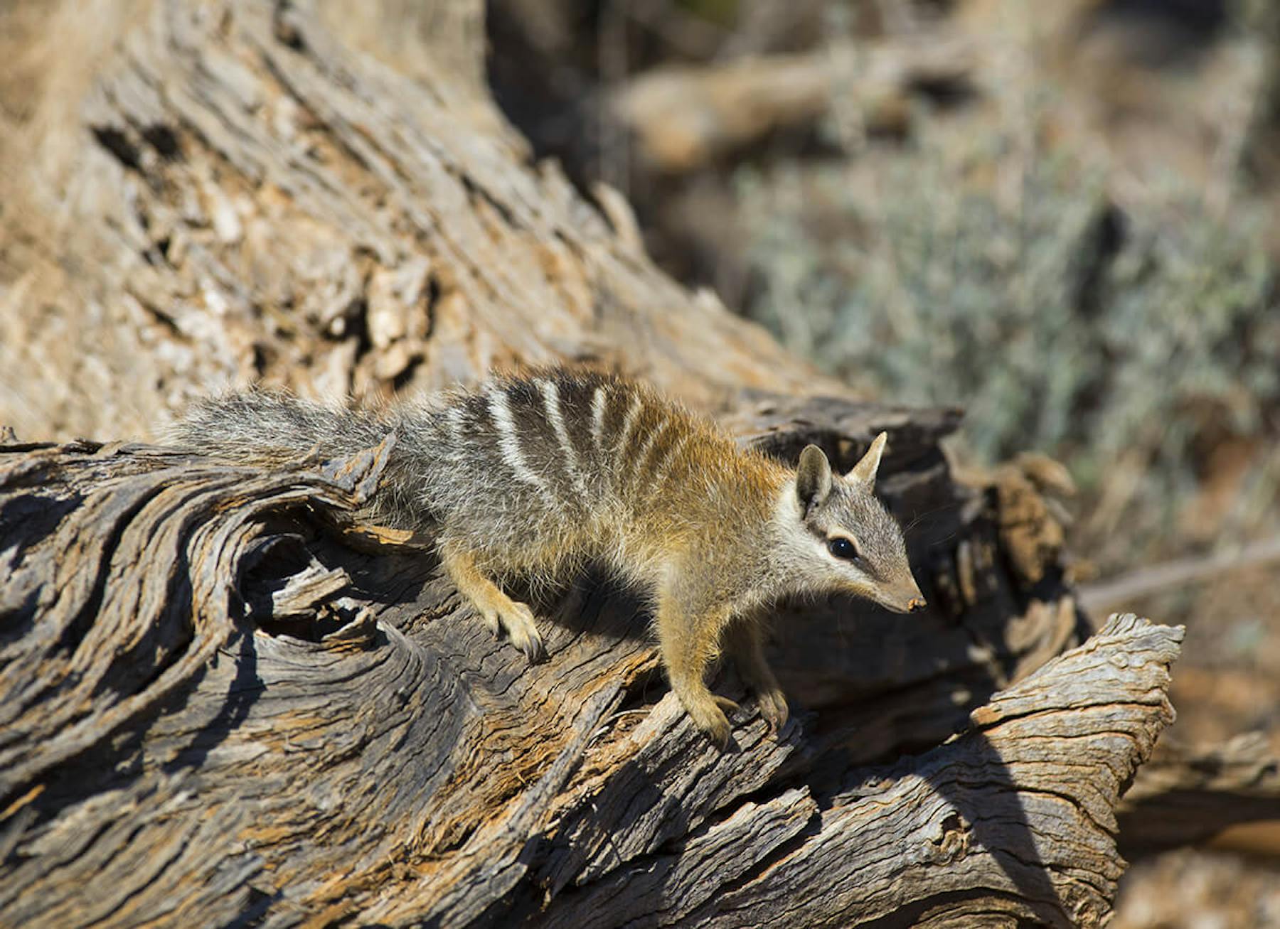 Numbat © Wayne Lawler / Australian Wildlife Conservancy Numbat © Wayne Lawler / Australian Wildlife Conservancy