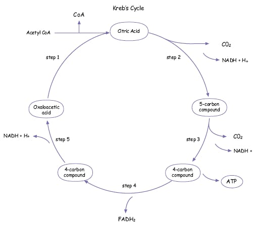 Example line diagram of Krebs cycle.