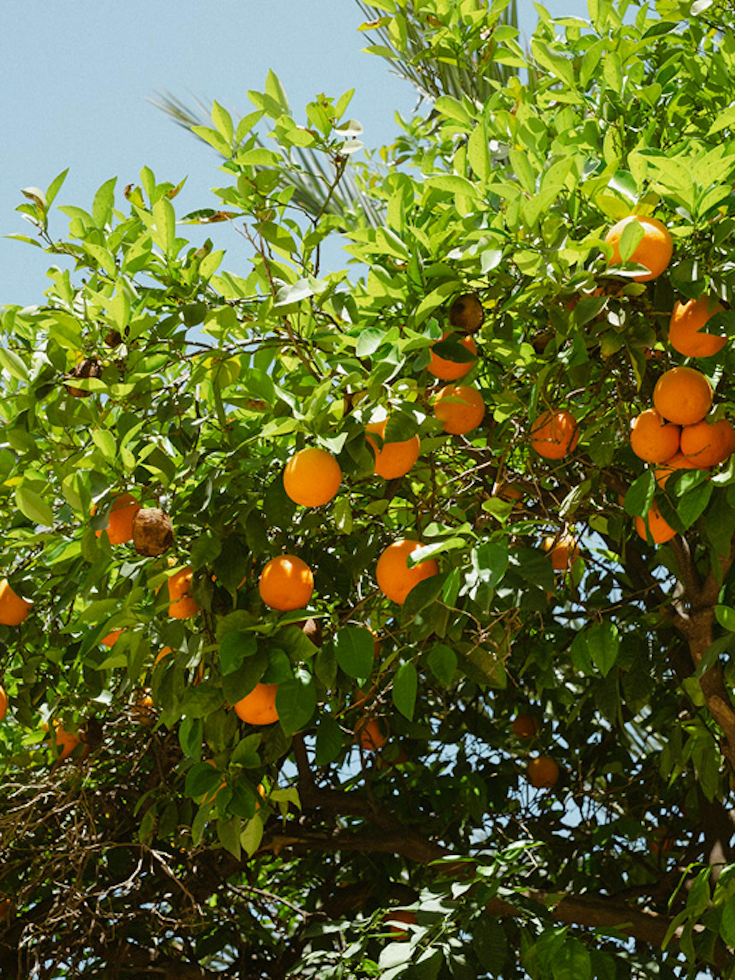 Marrakesch - Orangenbaum