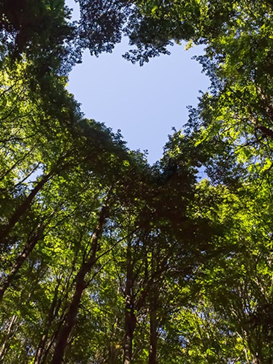 Wald mit Herz